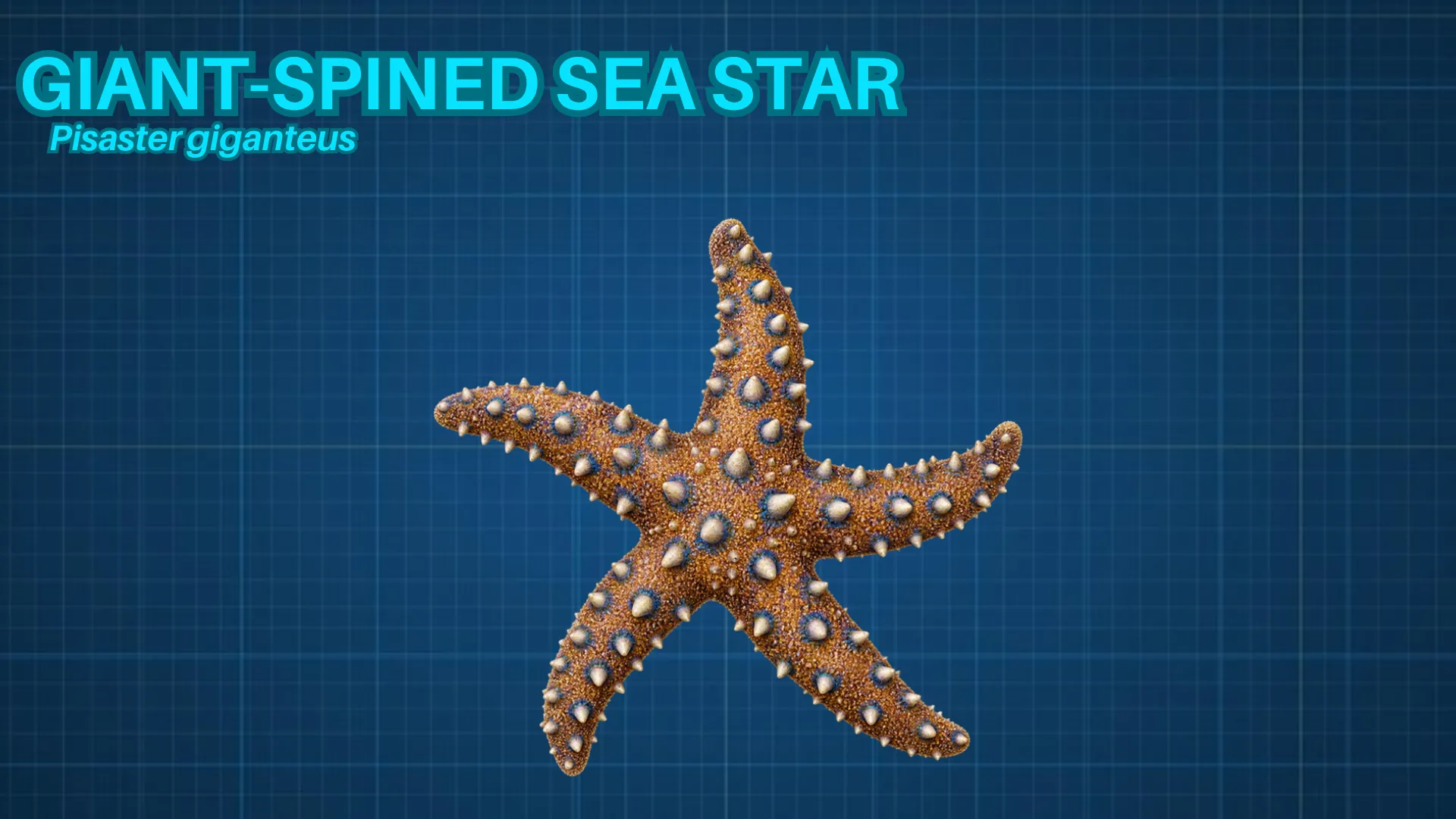 Giant-spined Sea Star ID card