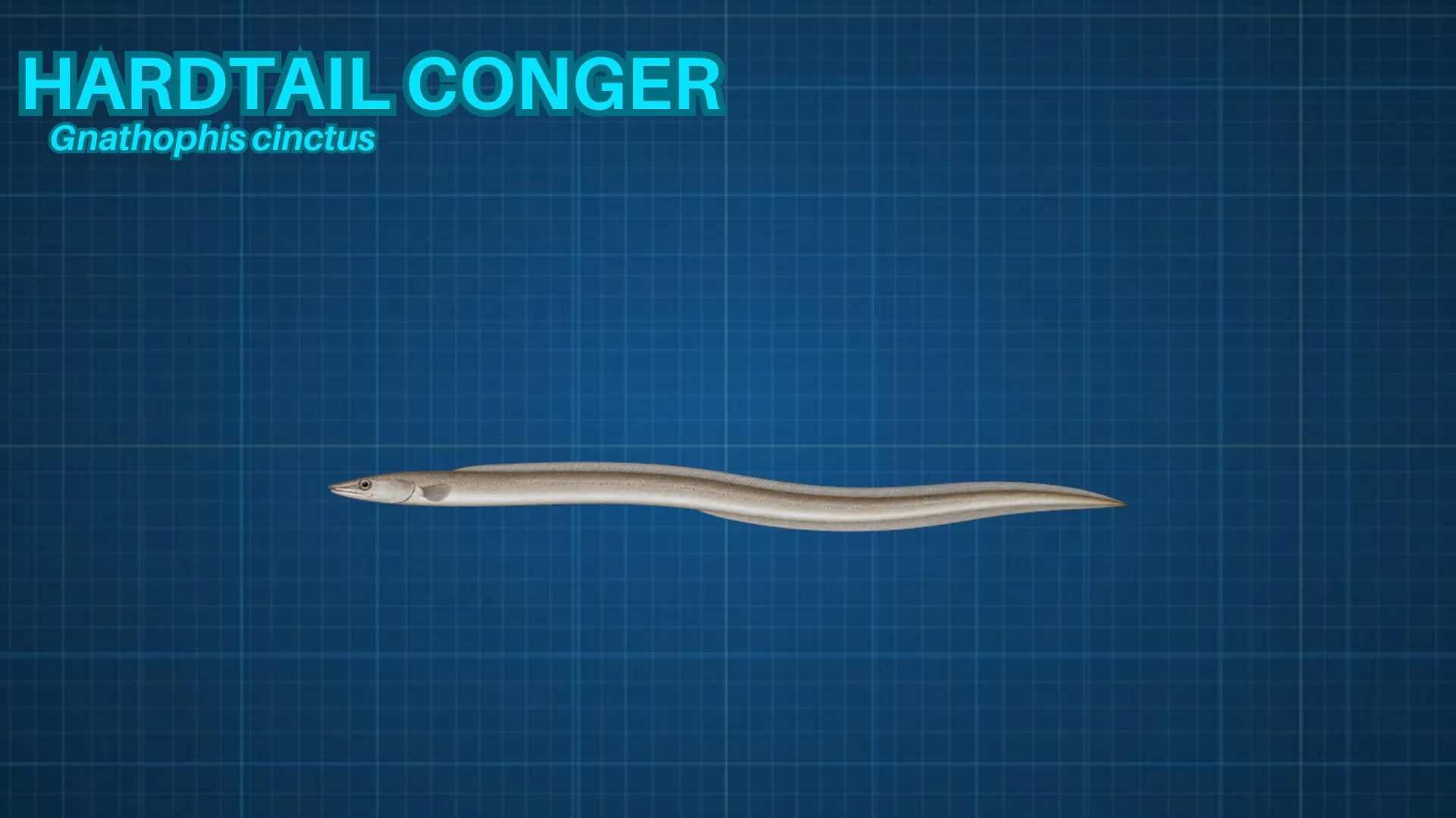 Hardtail Conger ID card