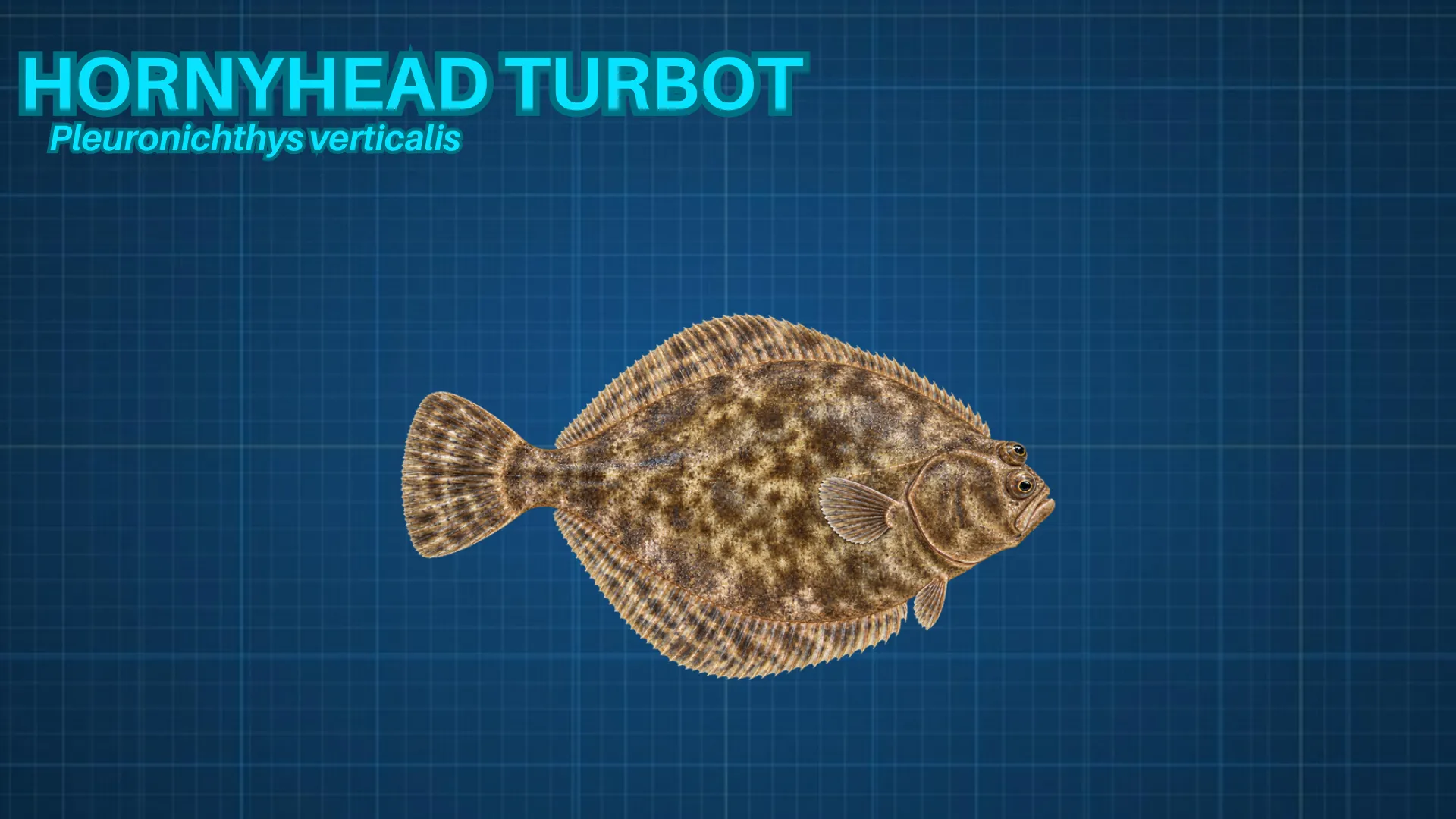 Hornyhead Turbot ID card