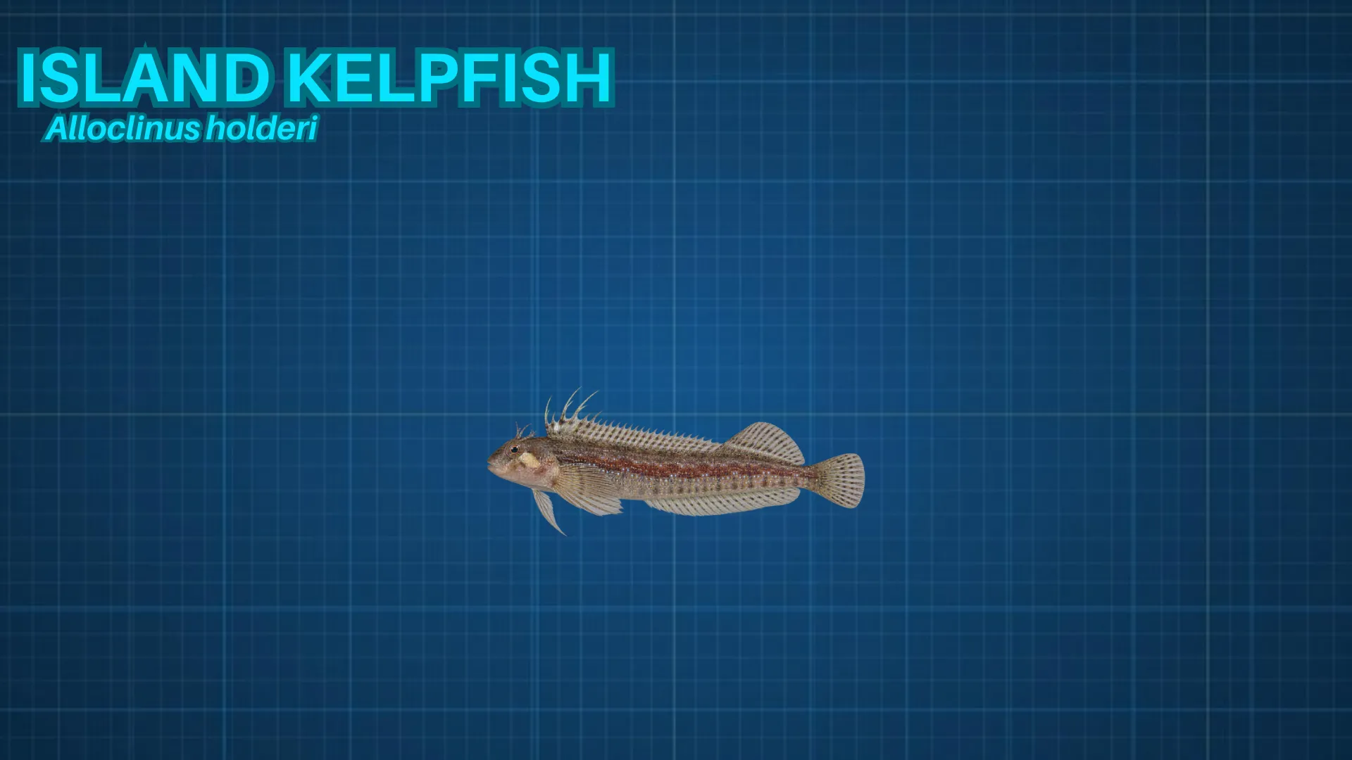 Island Kelpfish ID card