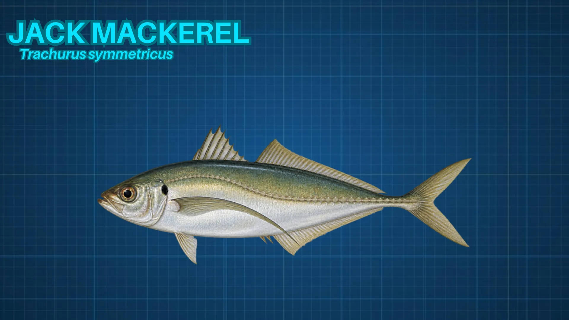 Jack Mackerel ID card