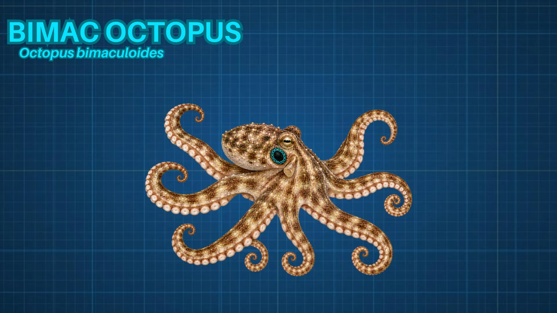 Lesser Two-Spot Octopus ID card