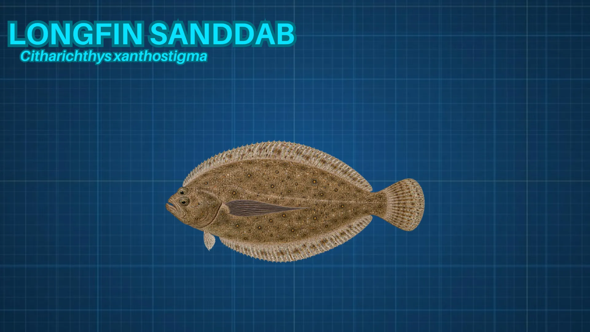 Longfin Sanddab ID card