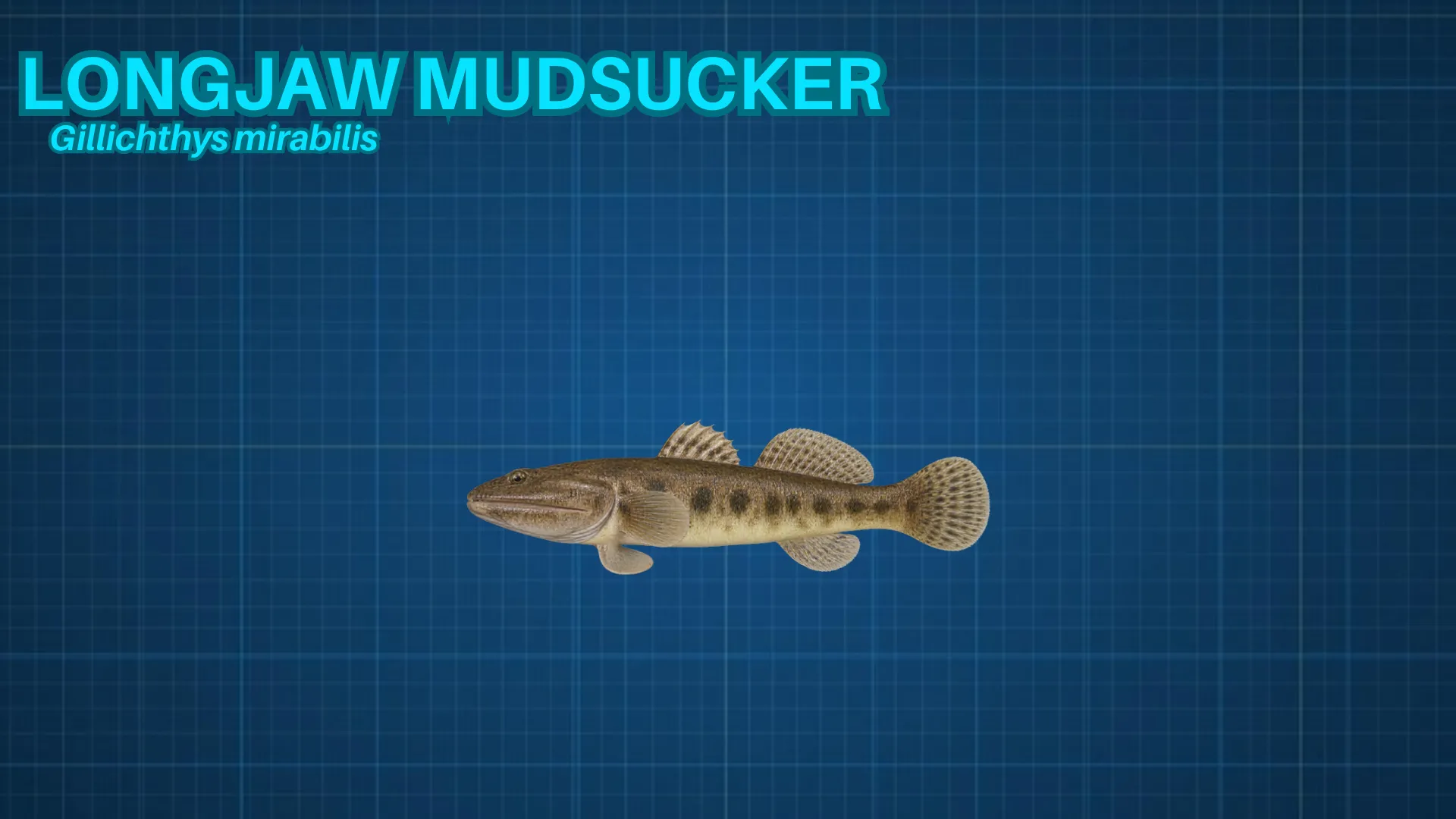 Longjaw Mudsucker ID card