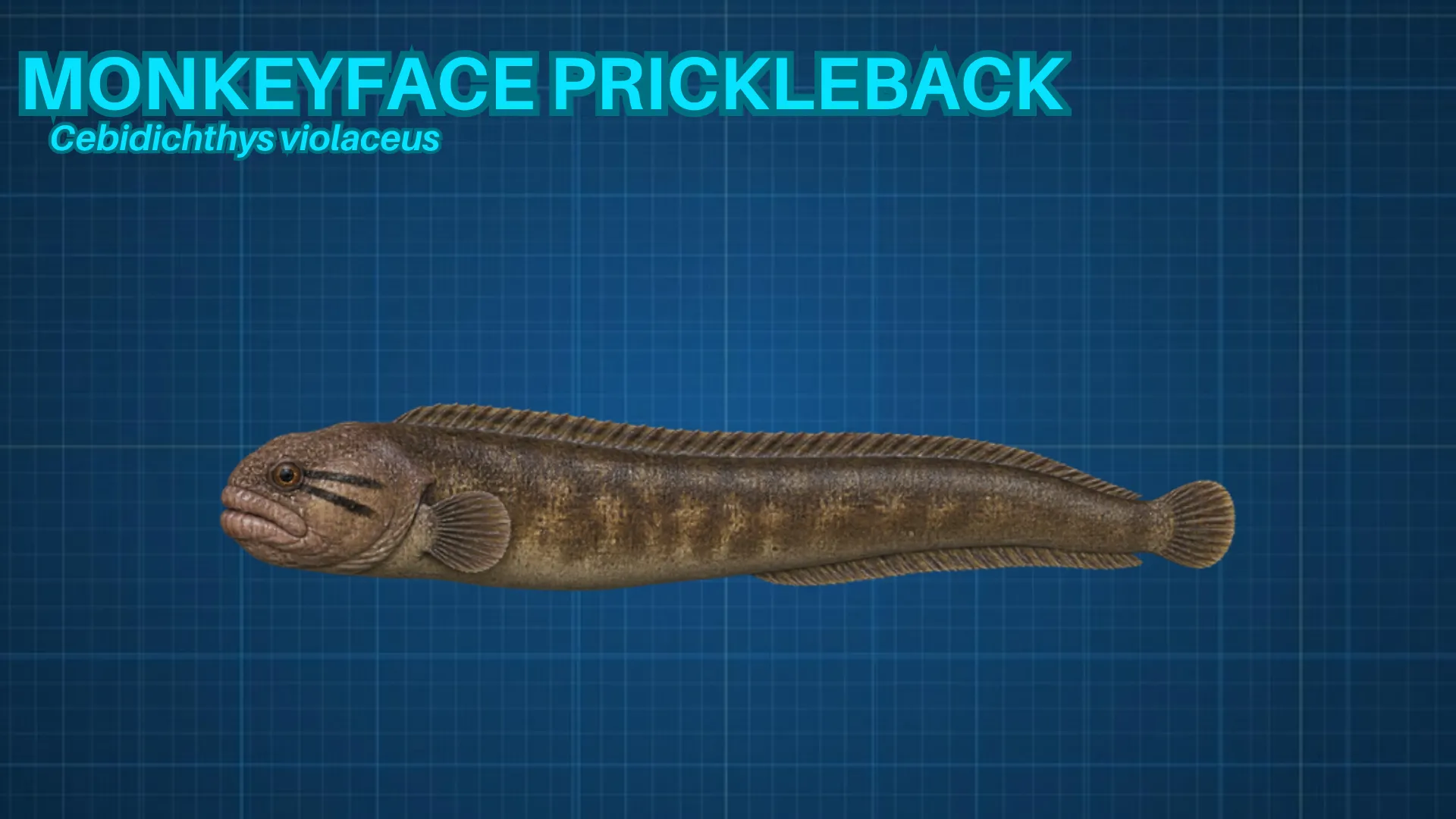 Monkeyface Prickleback ID card
