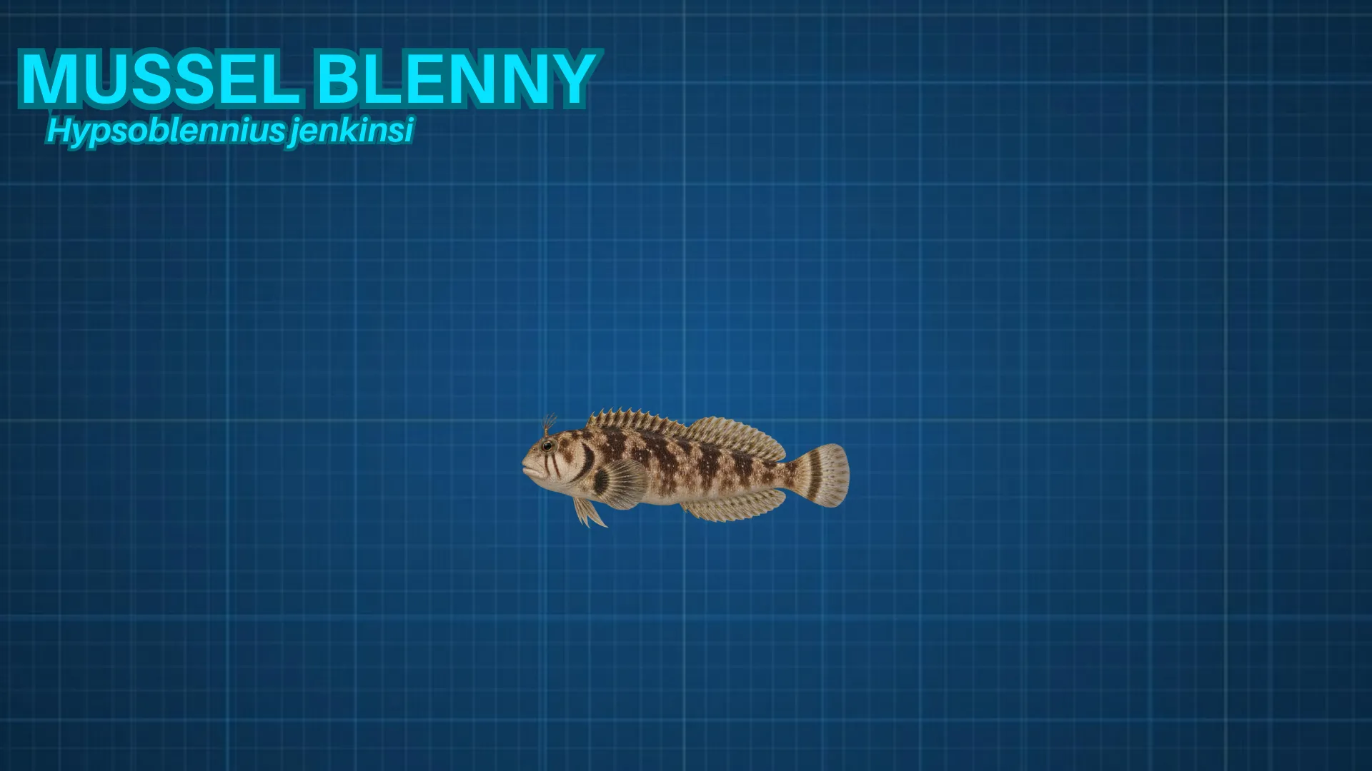 Mussel Blenny ID card