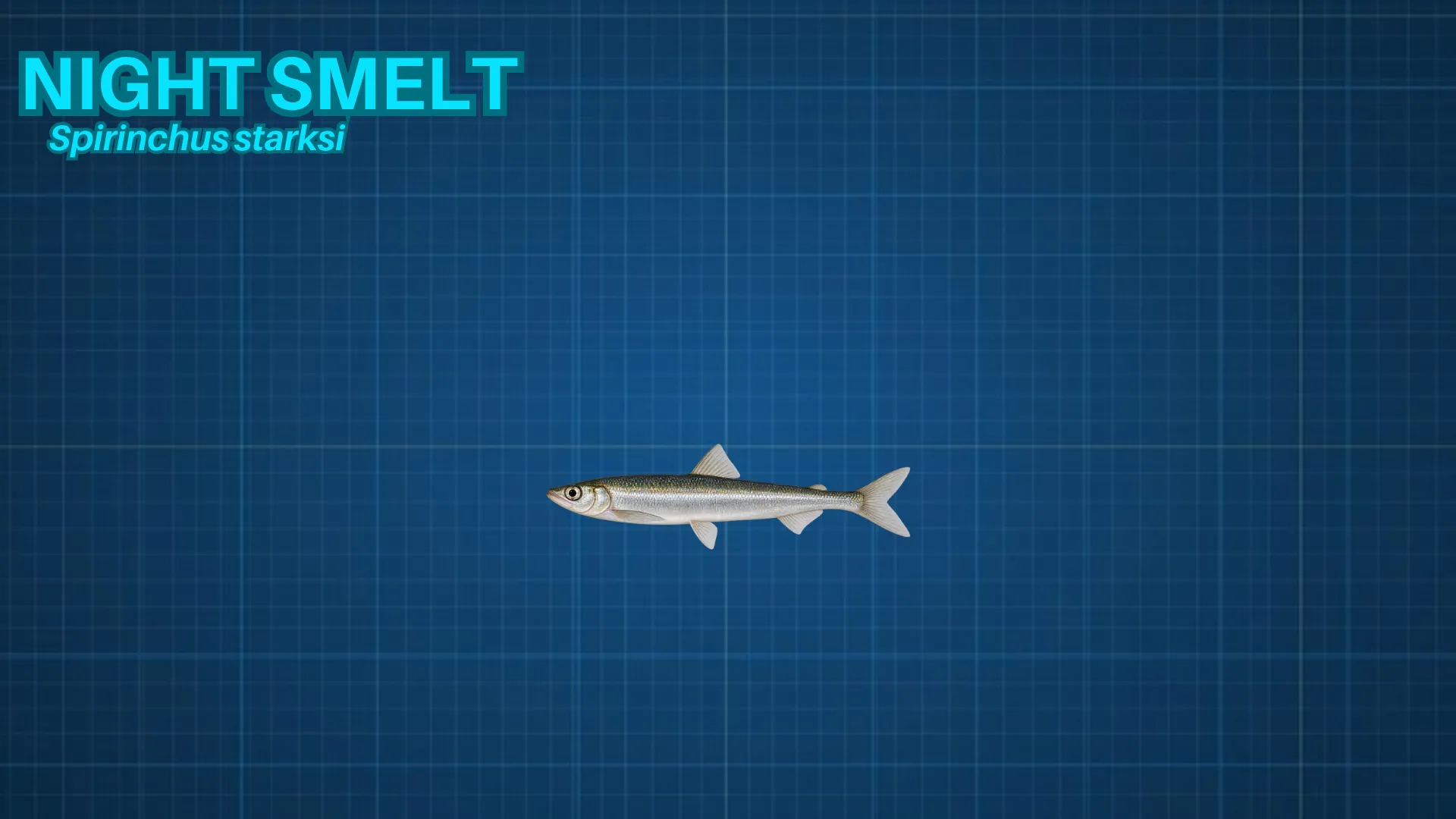 Night Smelt ID card