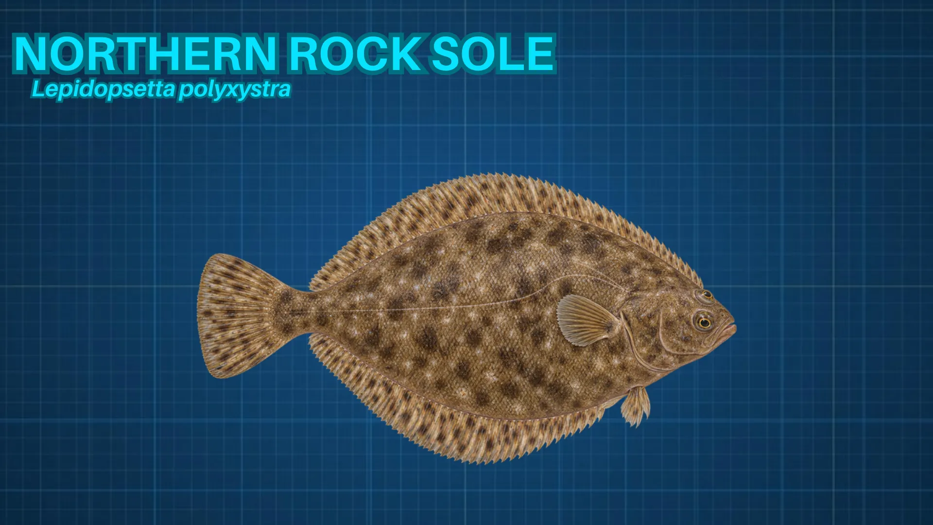 Northern Rock Sole ID card