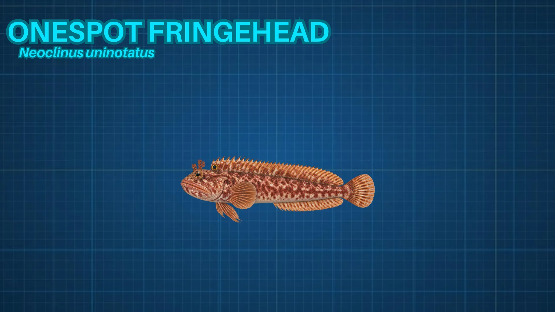 Onespot Fringehead ID card