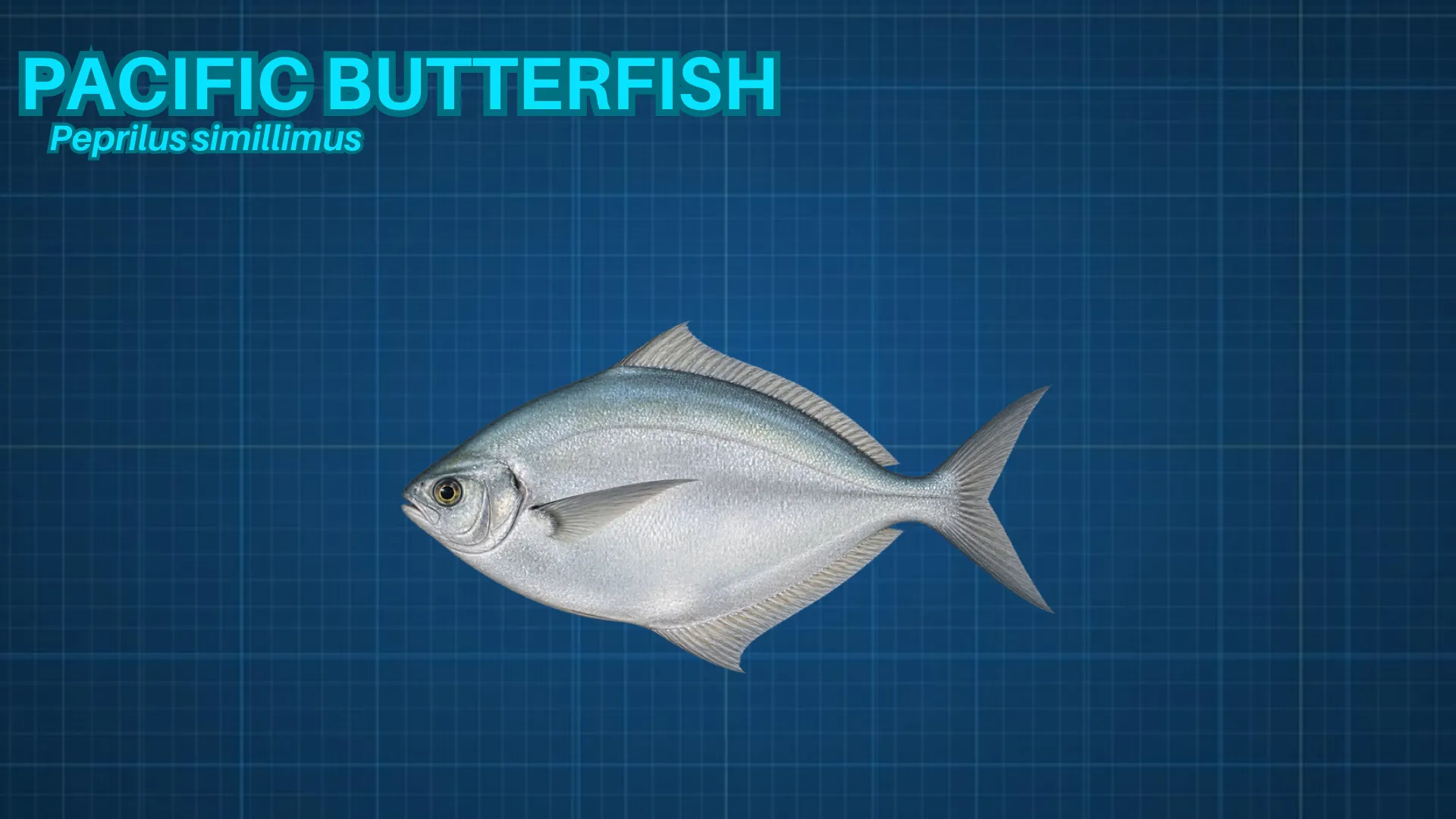 Pacific Butterfish ID card