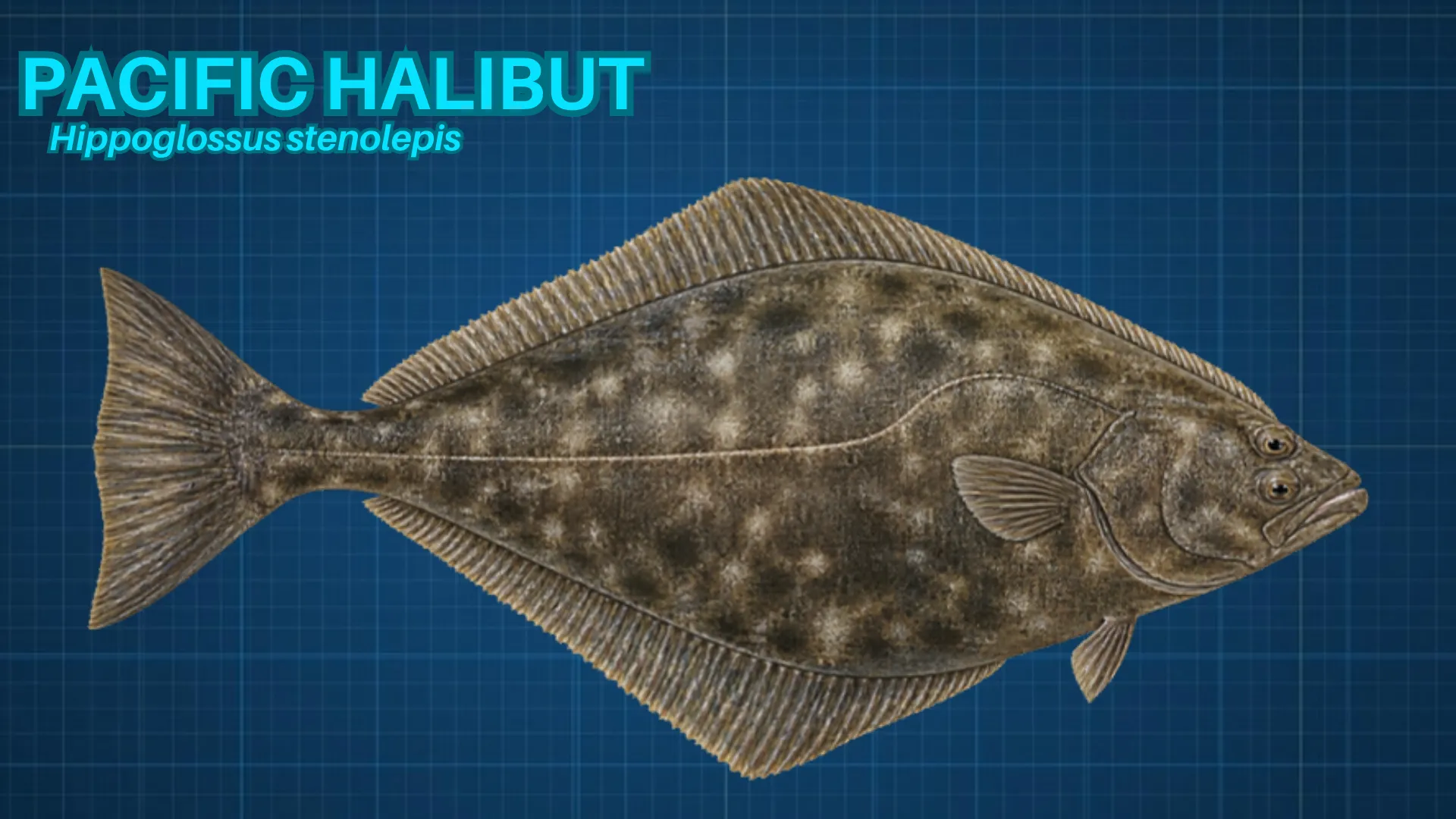 Pacific Halibut ID card
