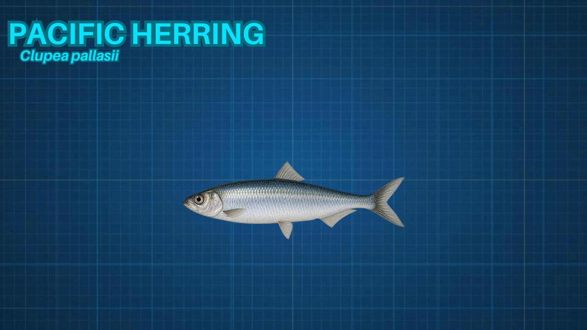 Pacific Herring ID card