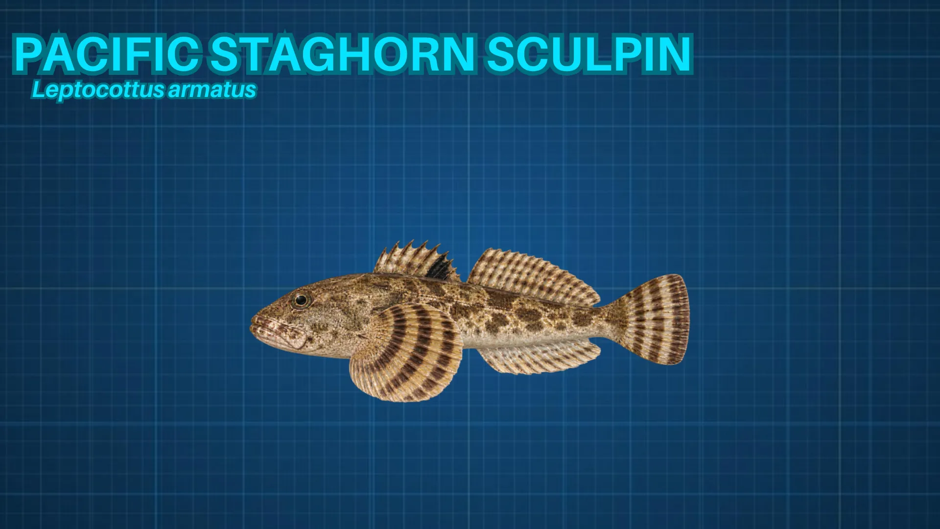 Pacific Staghorn Sculpin ID card