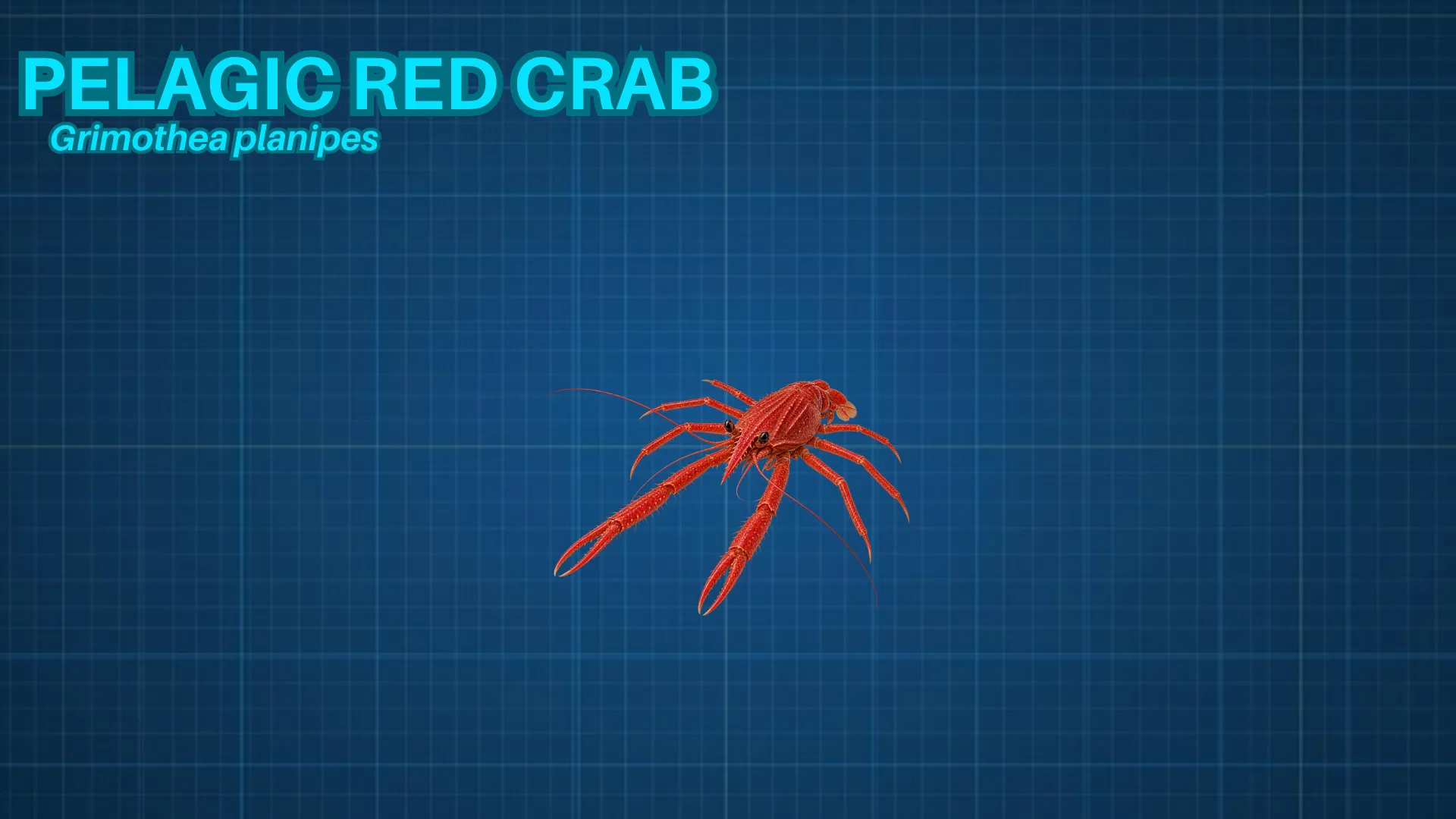 Pelagic Red Crab ID card