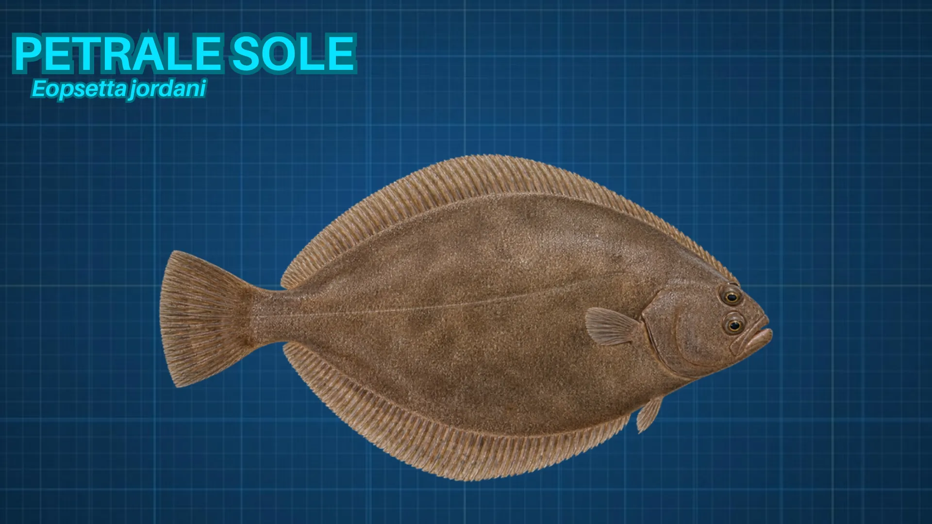 Petrale Sole ID card