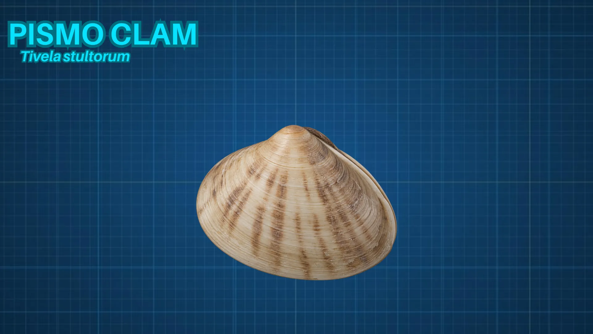 Pismo Clam ID card