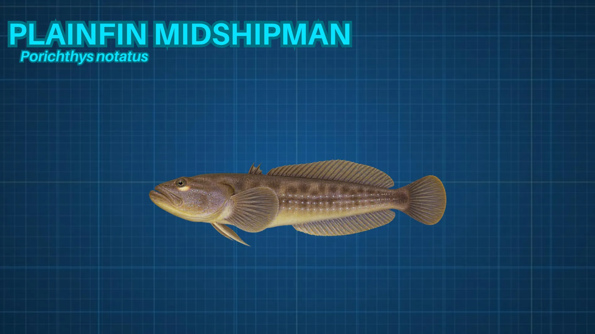 Plainfin Midshipman ID card