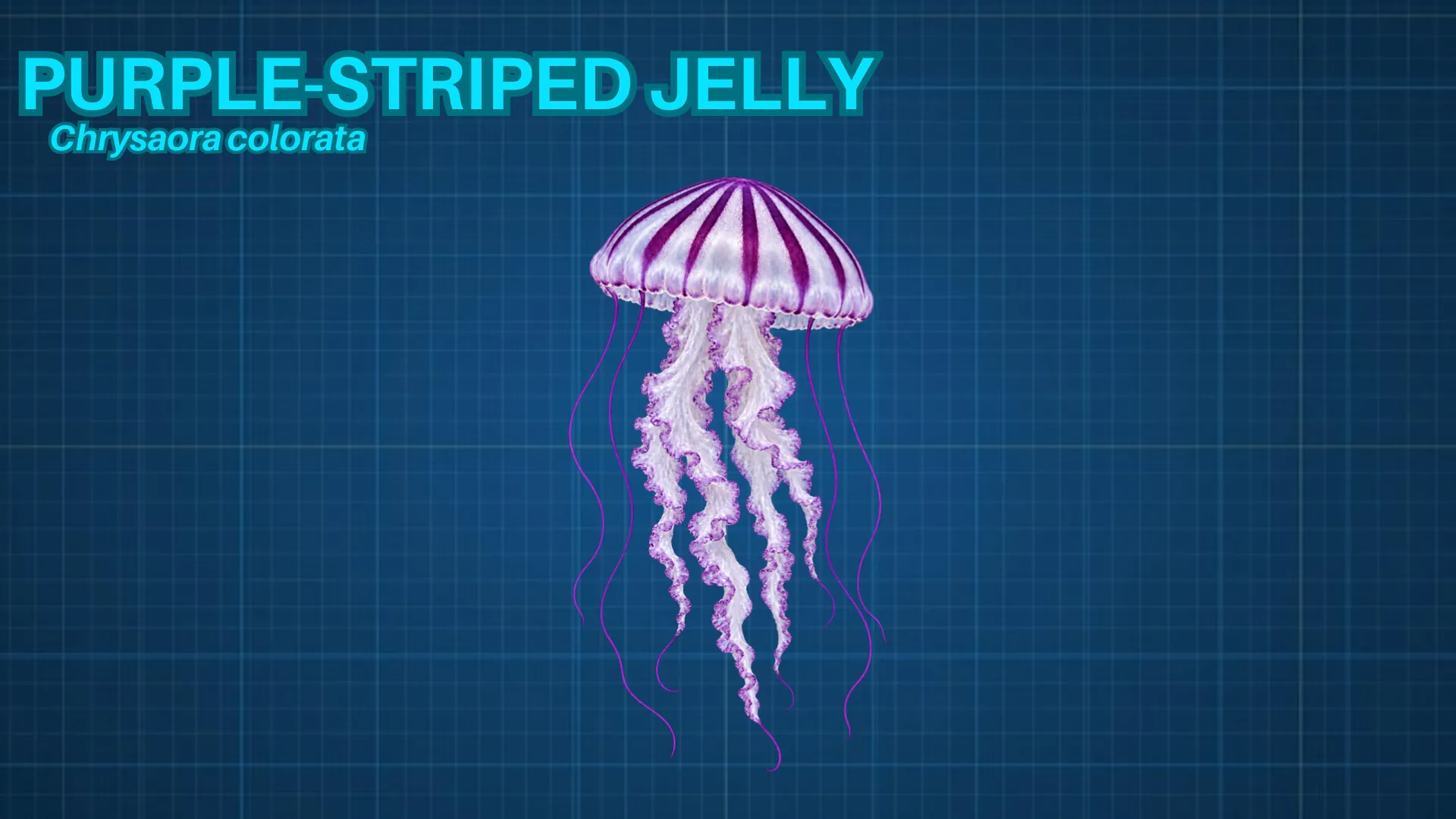 Purple-Striped Jelly ID card