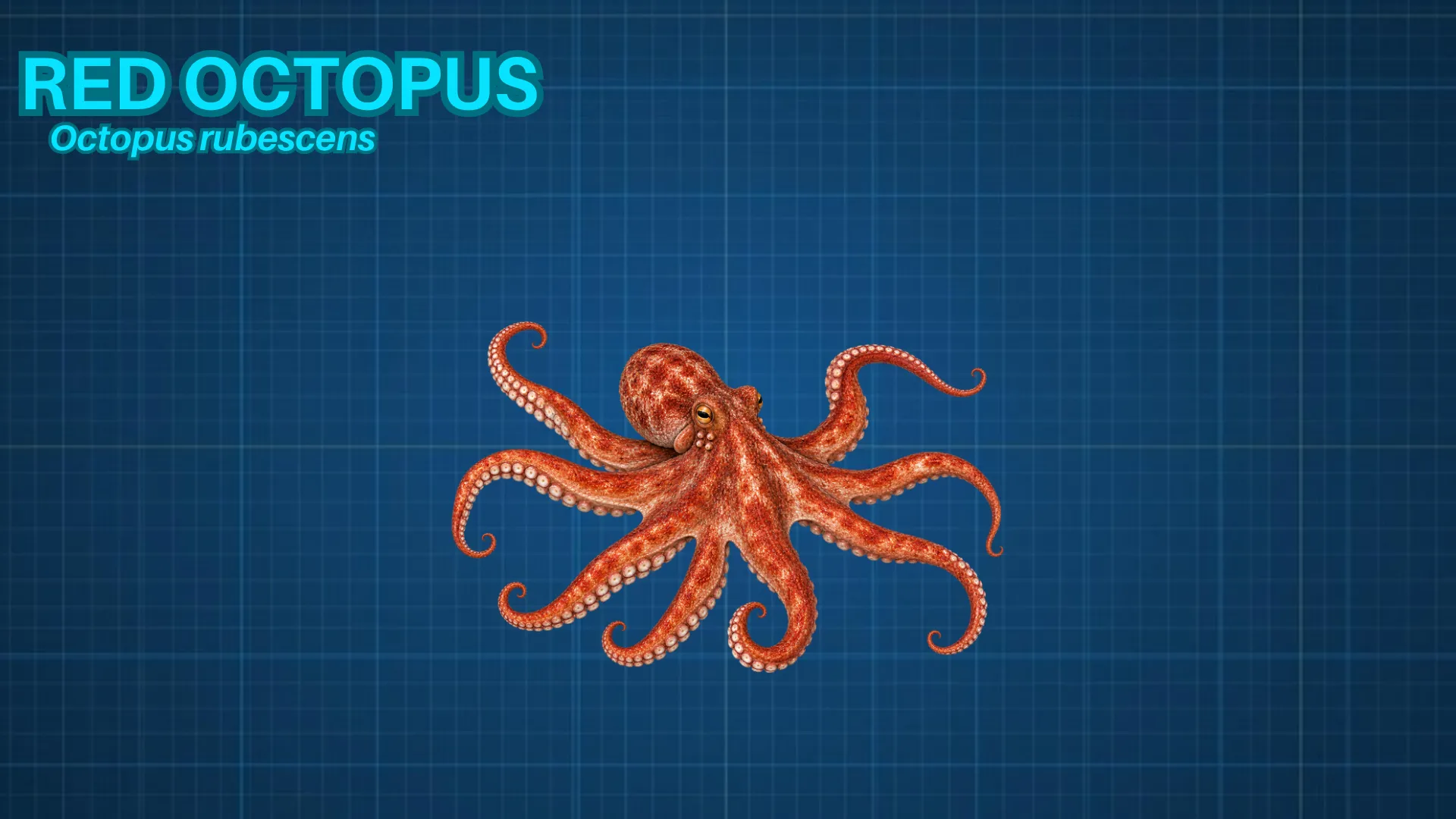 Red Octopus ID card