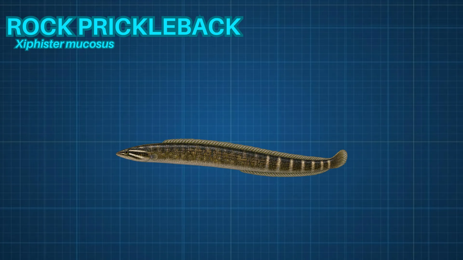 Rock Prickleback ID card