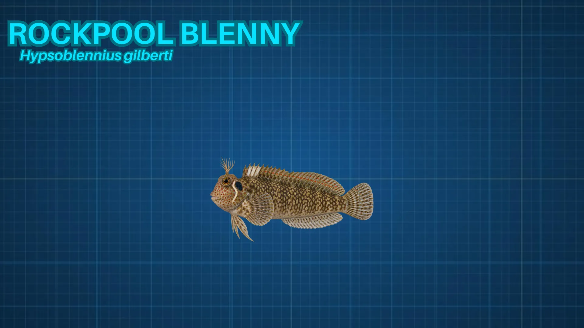 Rockpool Blenny ID card