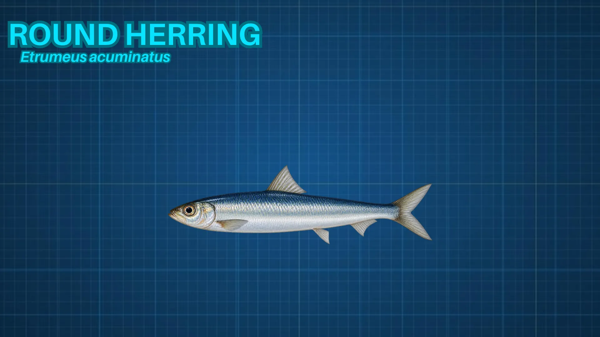 Round Herring ID card