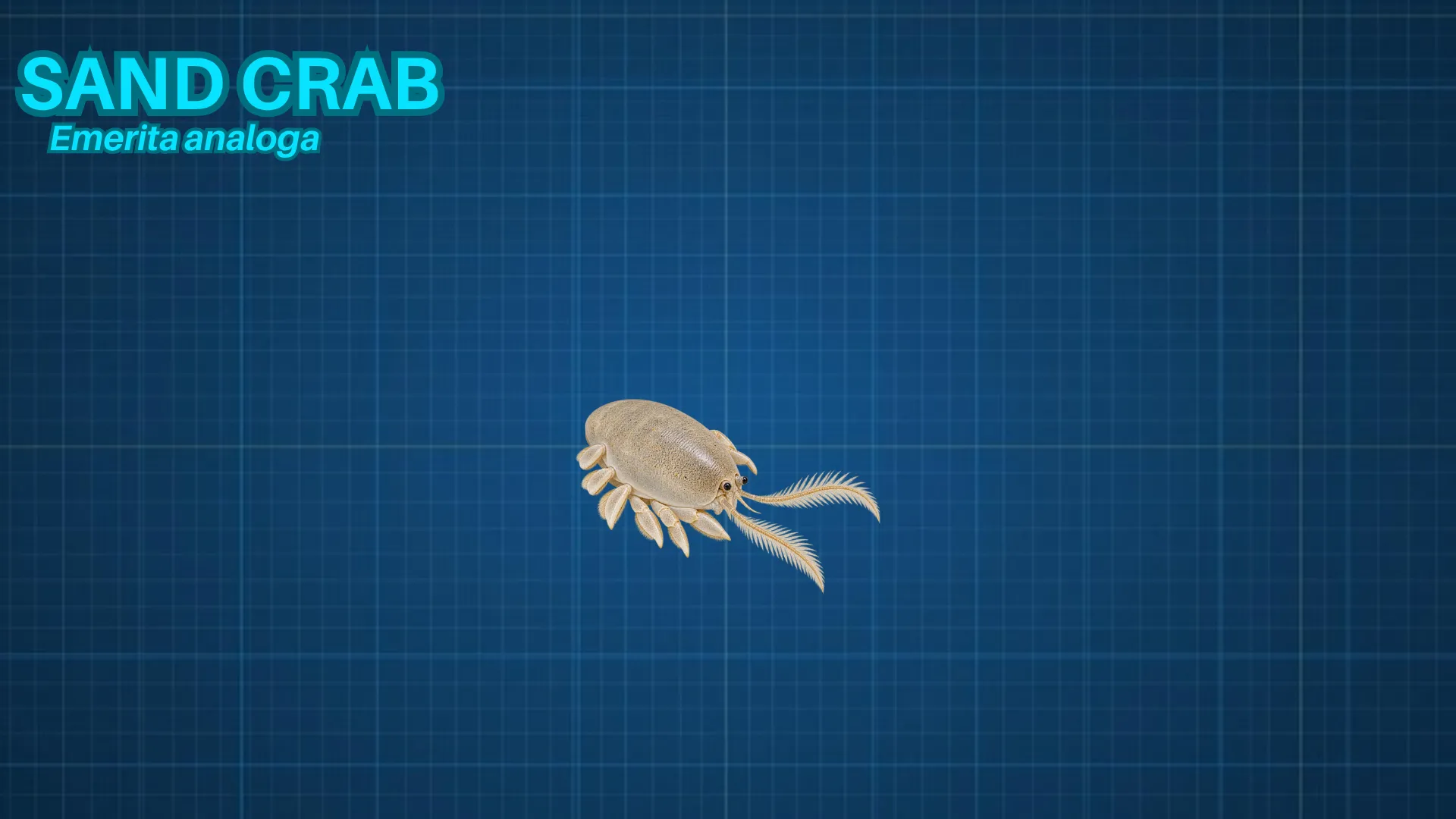 Sand Crab ID card