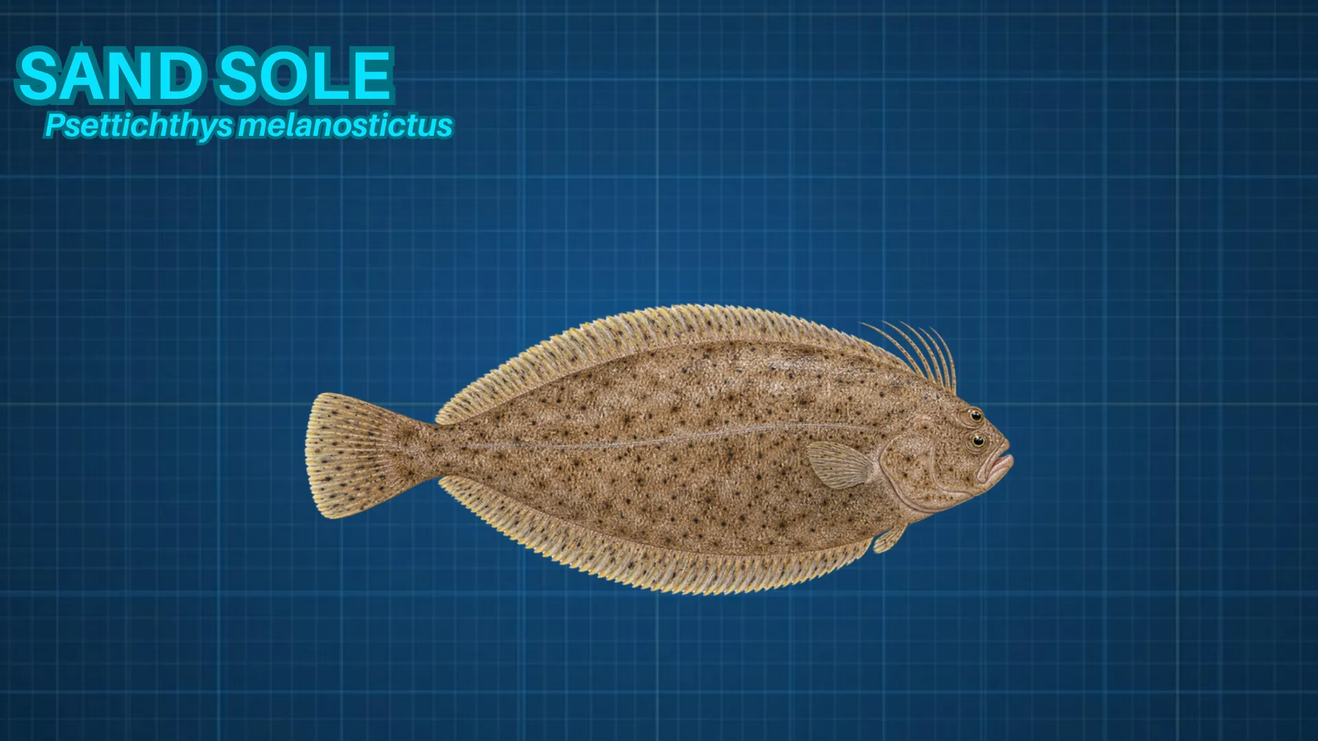 Sand Sole ID card