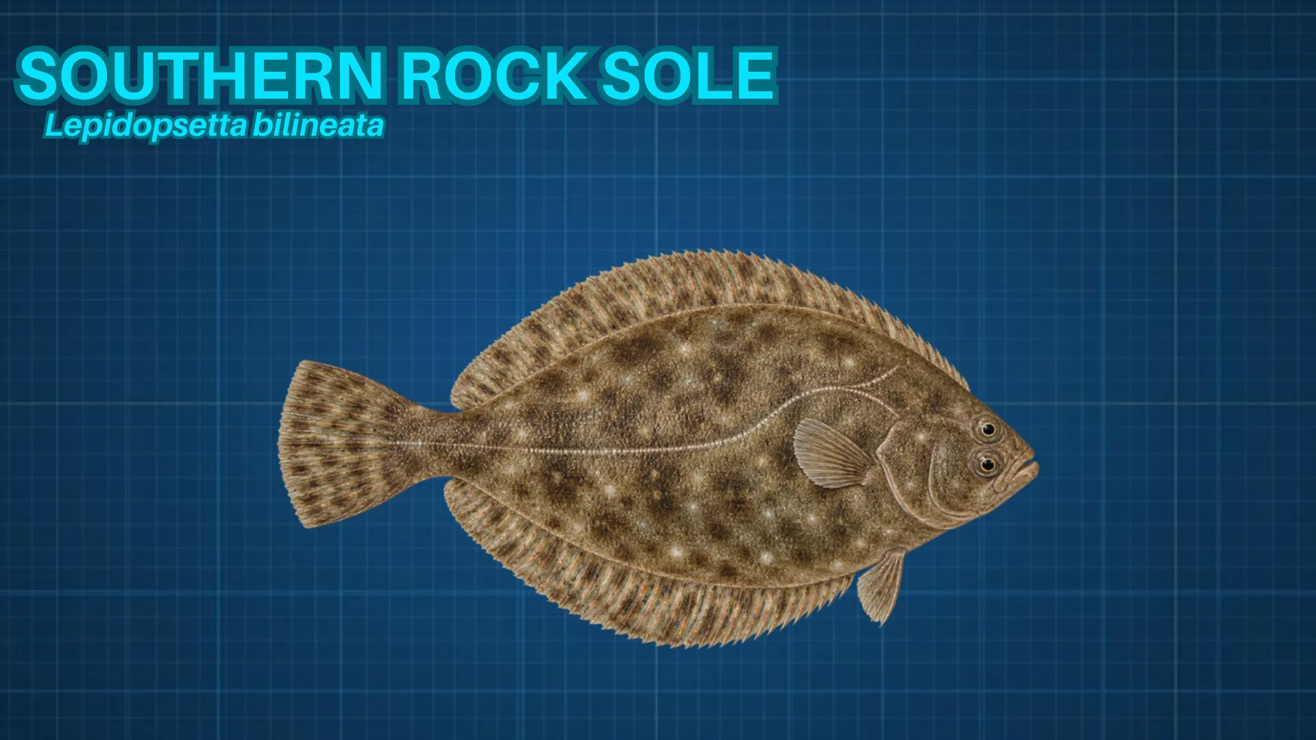 Southern Rock Sole ID card