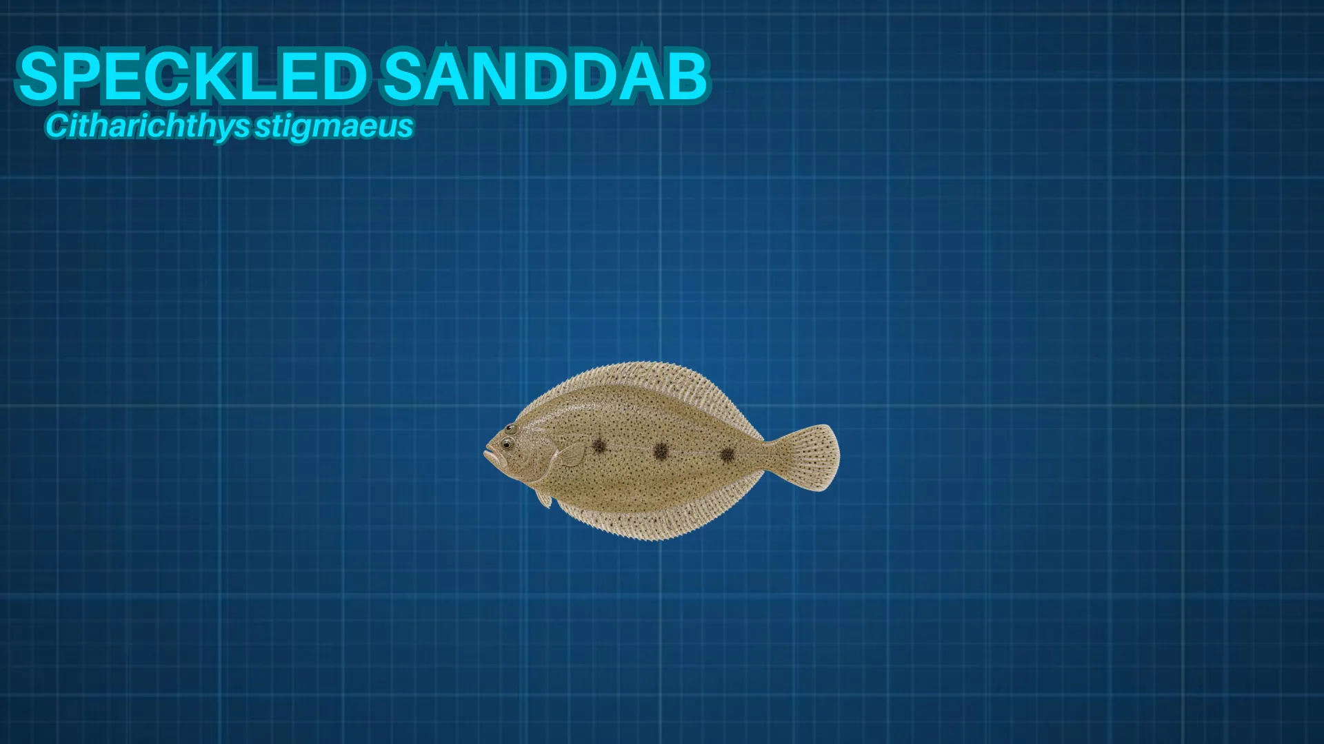 Speckled Sanddab ID card