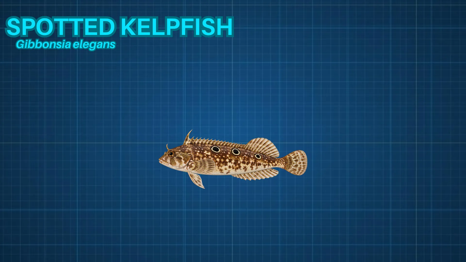 Spotted Kelpfish ID card