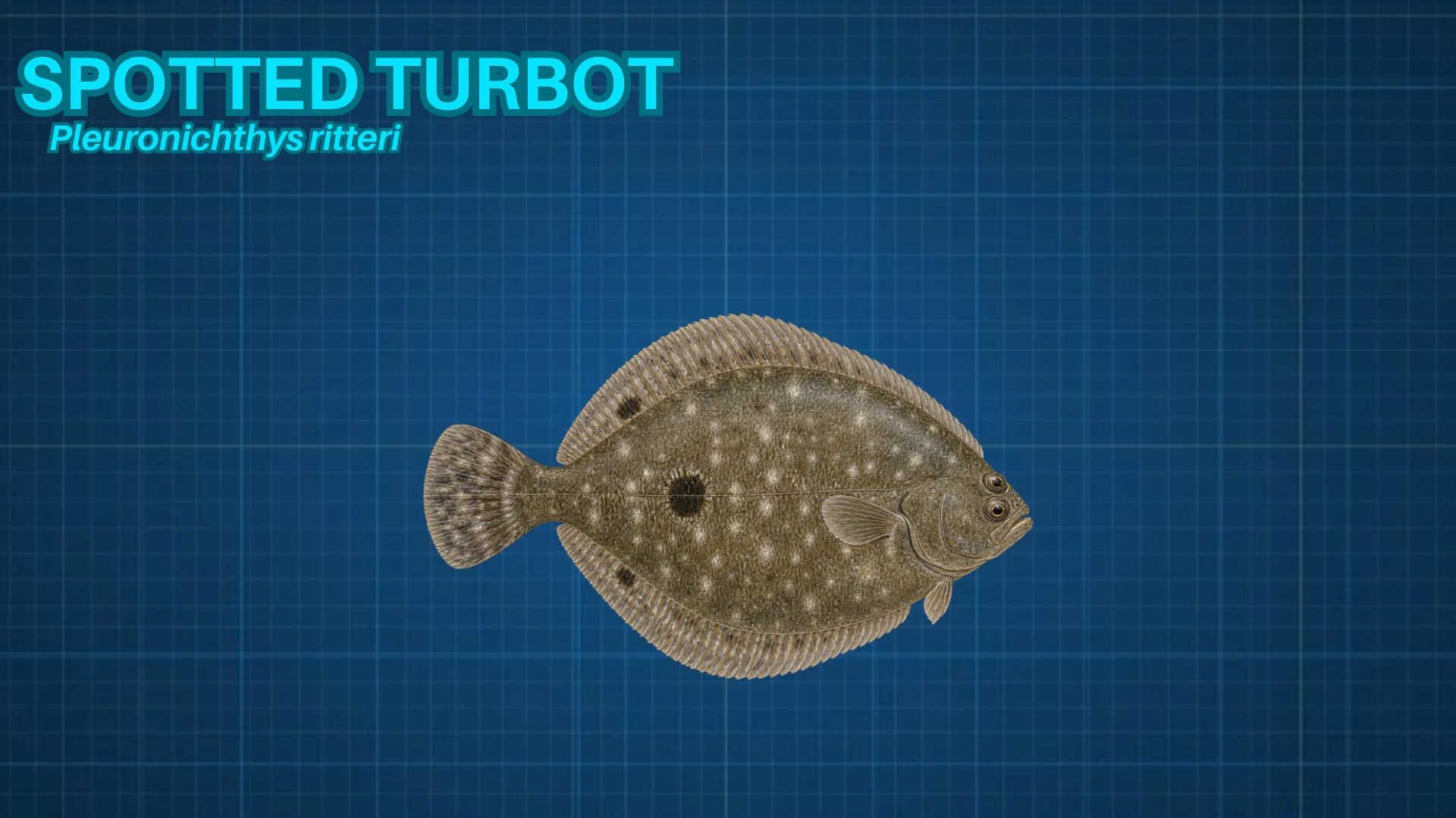 Spotted Turbot ID card
