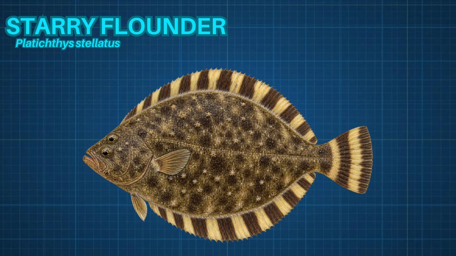 Starry Flounder ID card