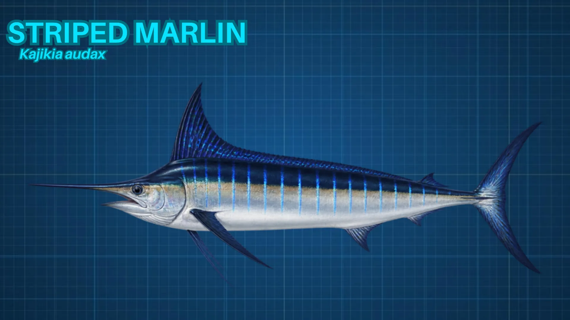 Striped Marlin ID card