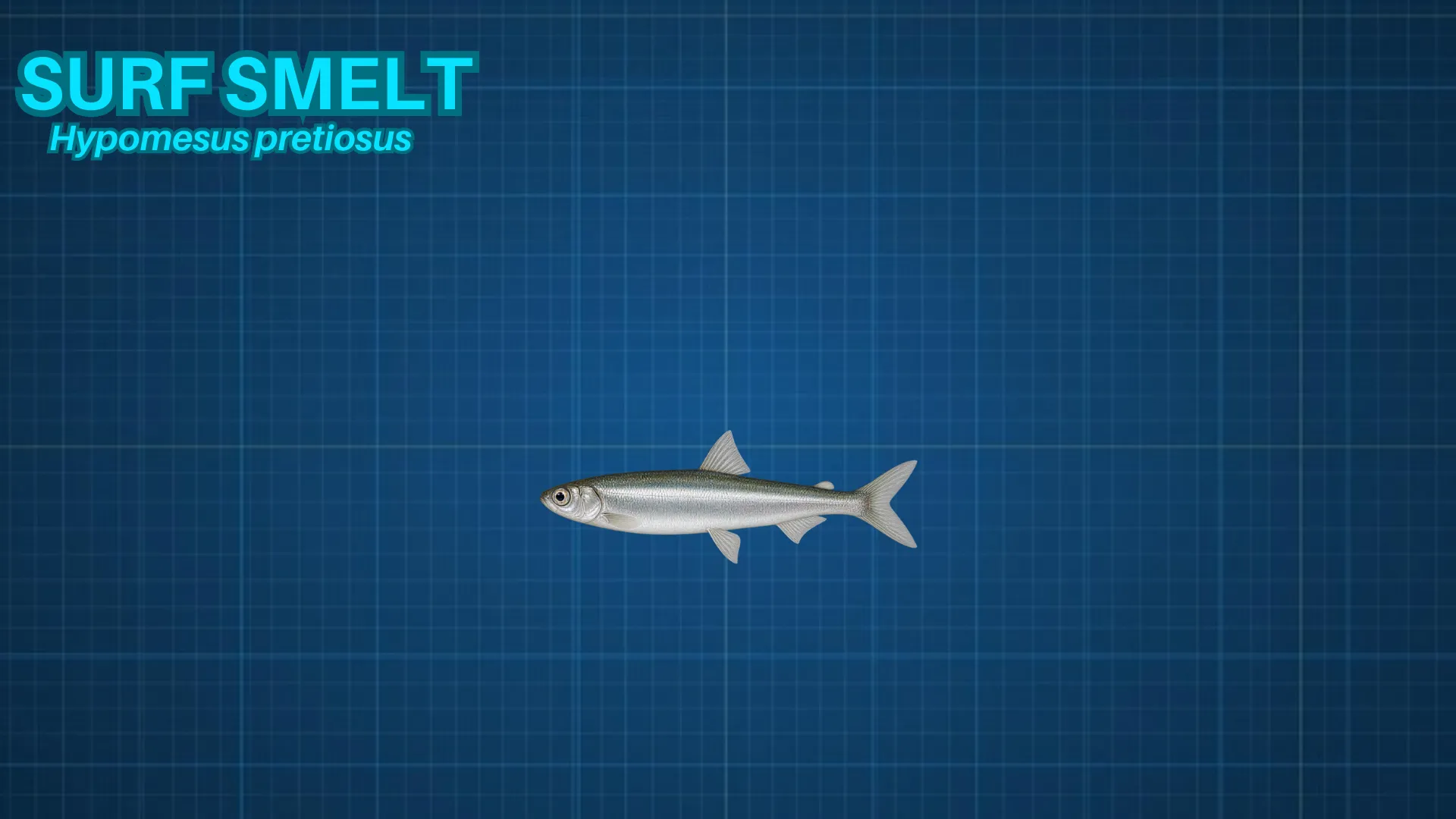 Surf Smelt ID card