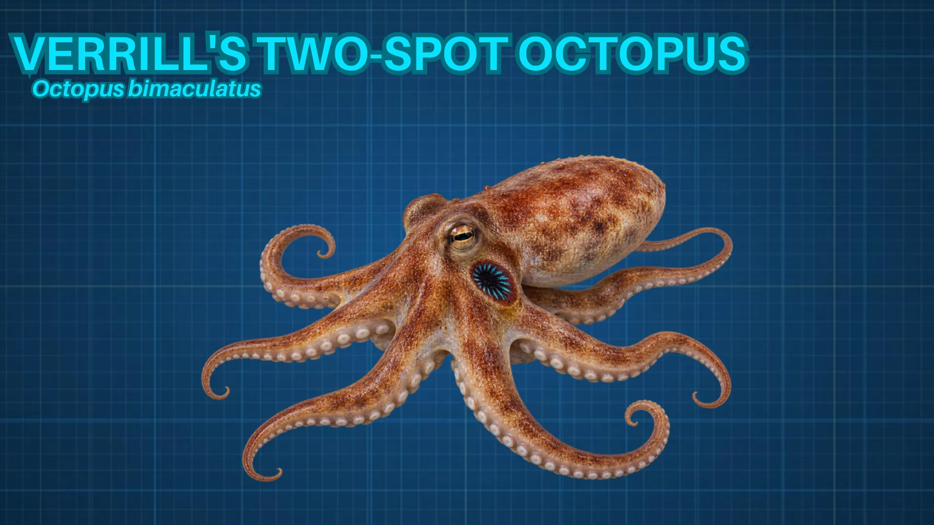 Verrill's Two-Spot Octopus ID card