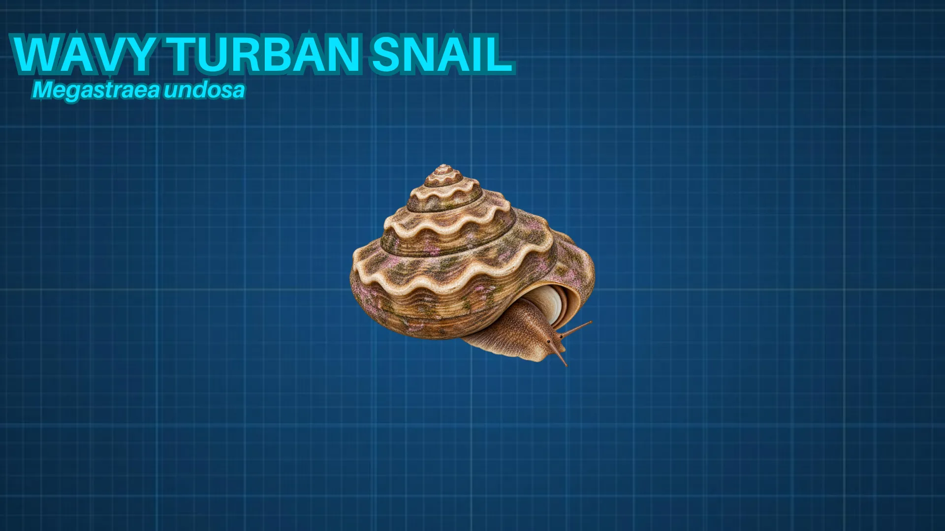 Wavy Turban Snail ID card
