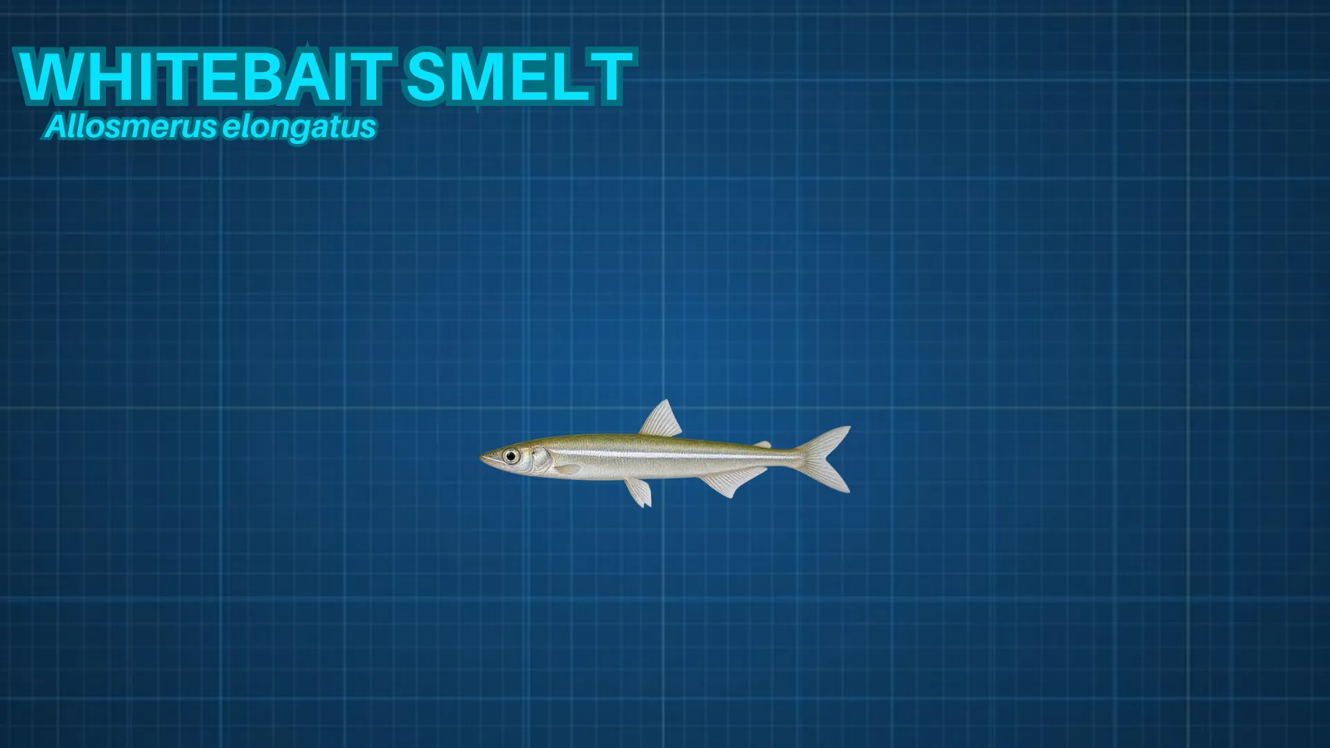 Whitebait Smelt ID card