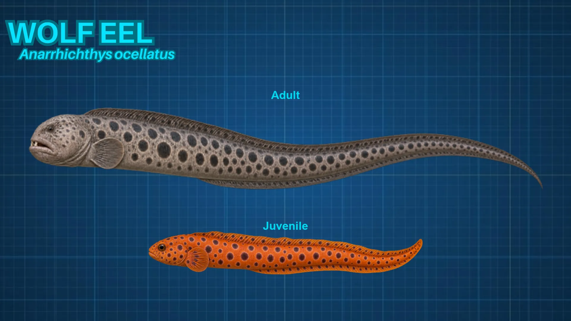 Wolf-Eel ID card