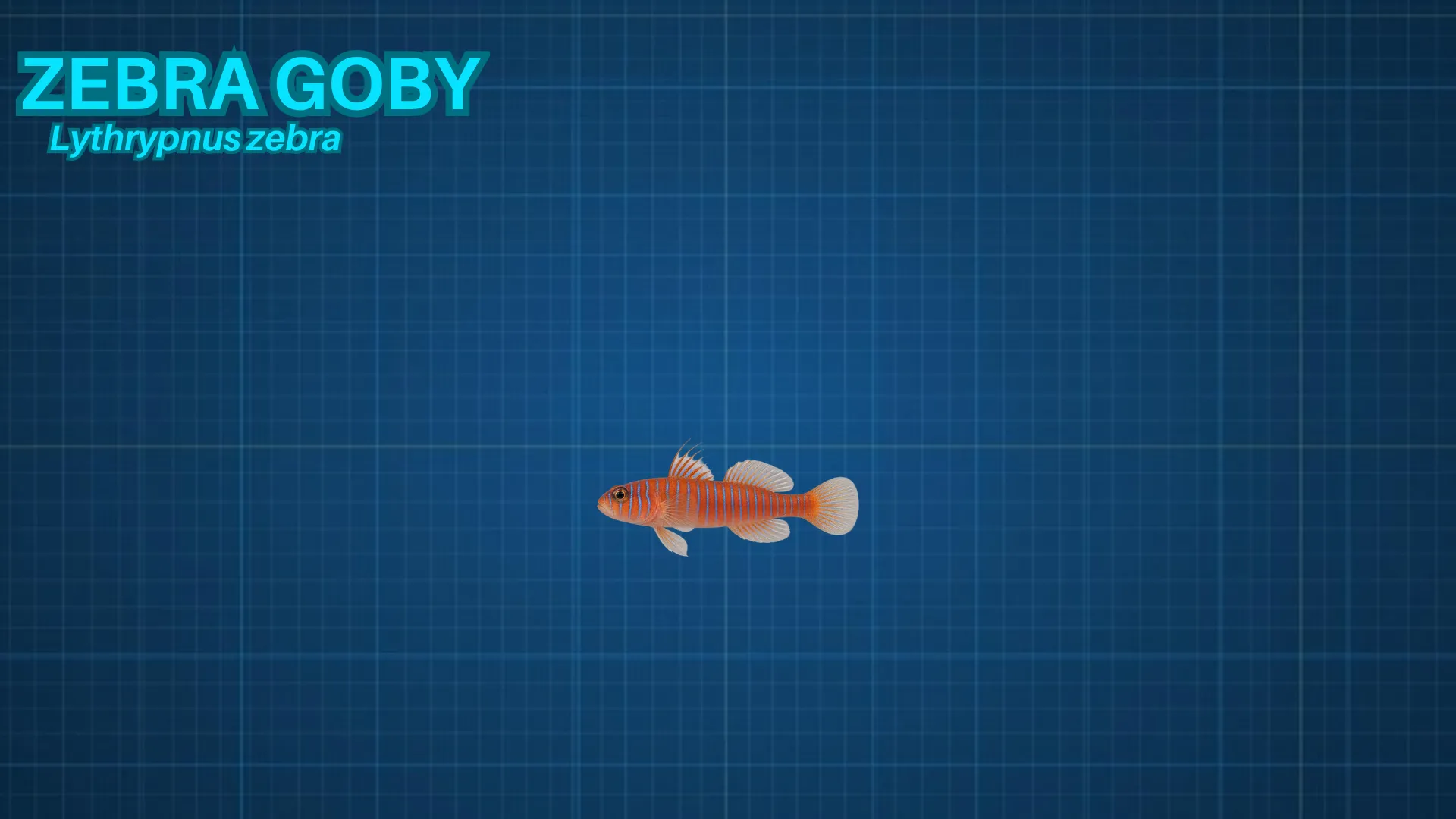 Zebra Goby ID card