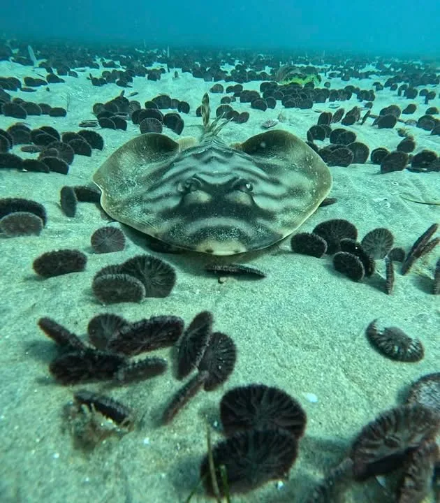 A banded guitarfish facing the camera on sand in a bed of sand dollars, dark bands across its back