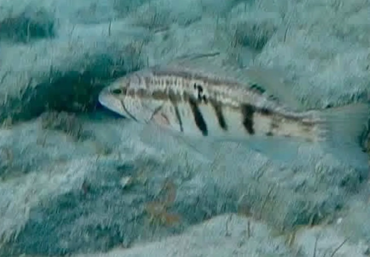 A barred sand bass over sand, its dark vertical bars showing along its side