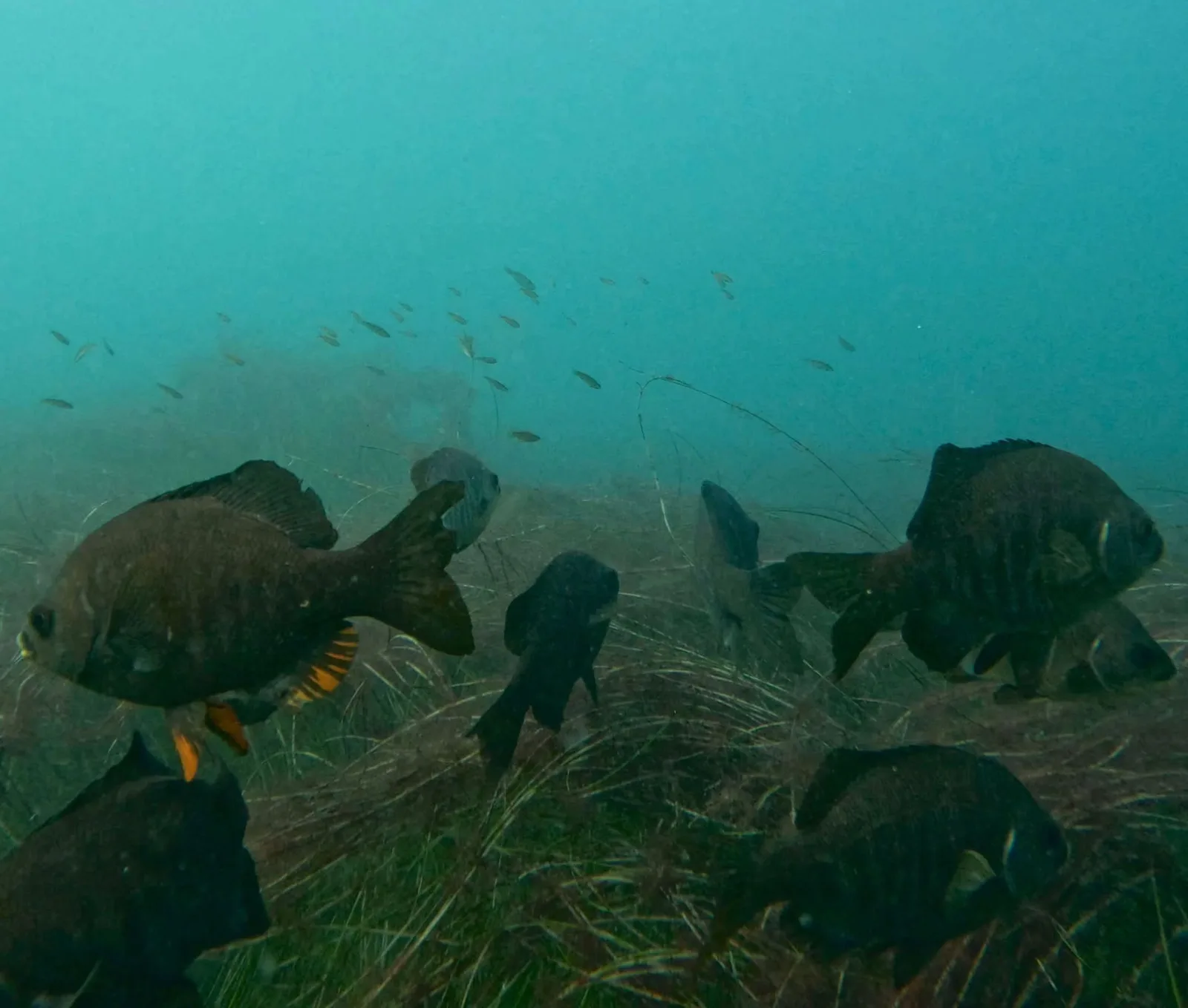 A group of black perch swimming over a reef covered in seagrass, with a school of small fish above