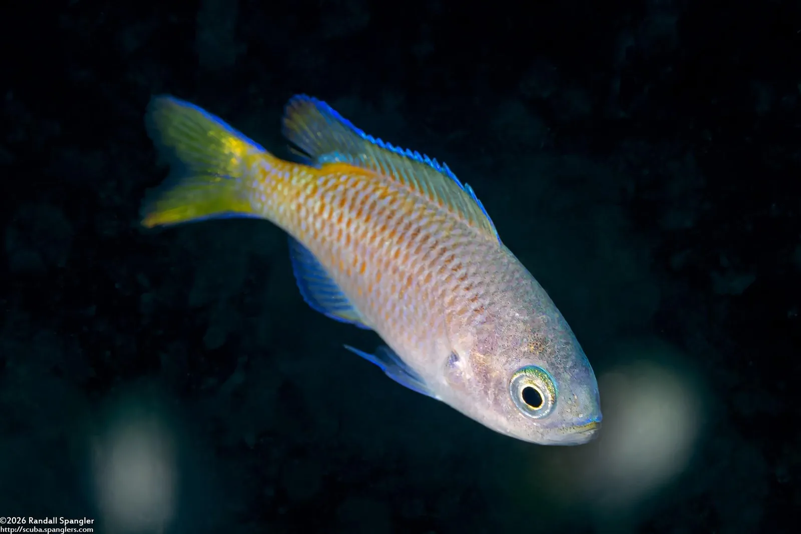 A juvenile blacksmith hovering in dark open water, its fins edged in blue