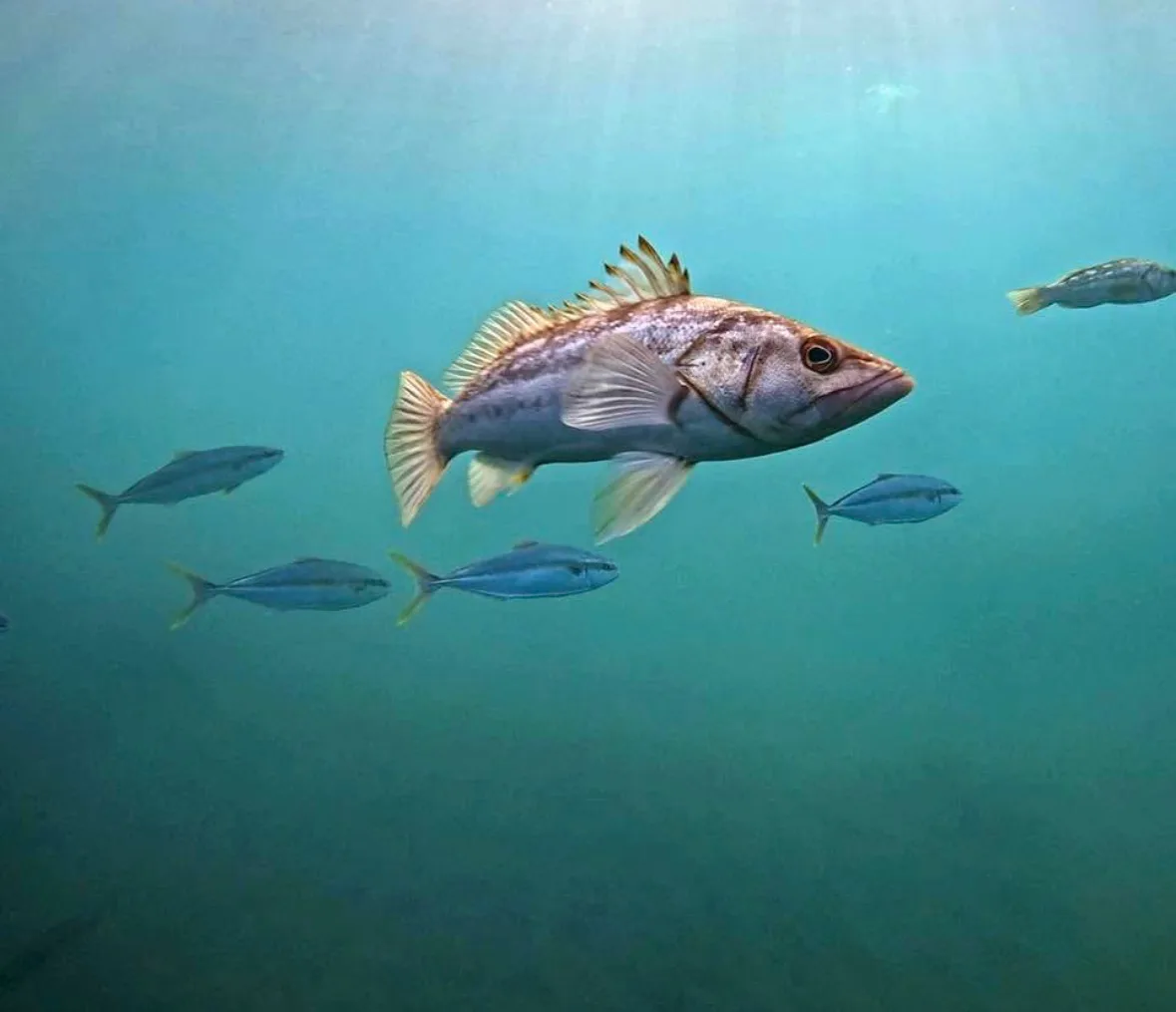 A calico bass swimming in open water with a school of yellowtail behind it