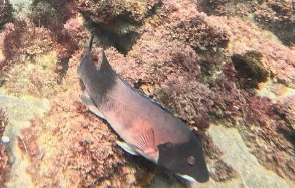 A California sheephead swimming over rock covered in red algae