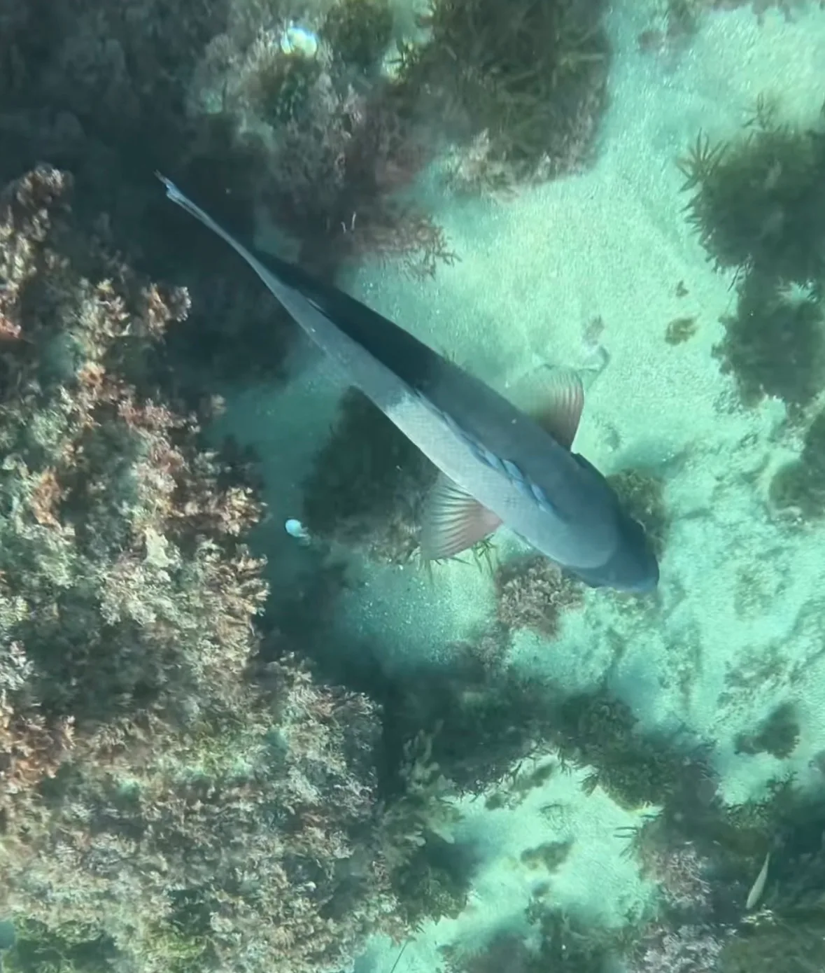 A California sheephead seen from above, swimming over sand between algae-covered rocks