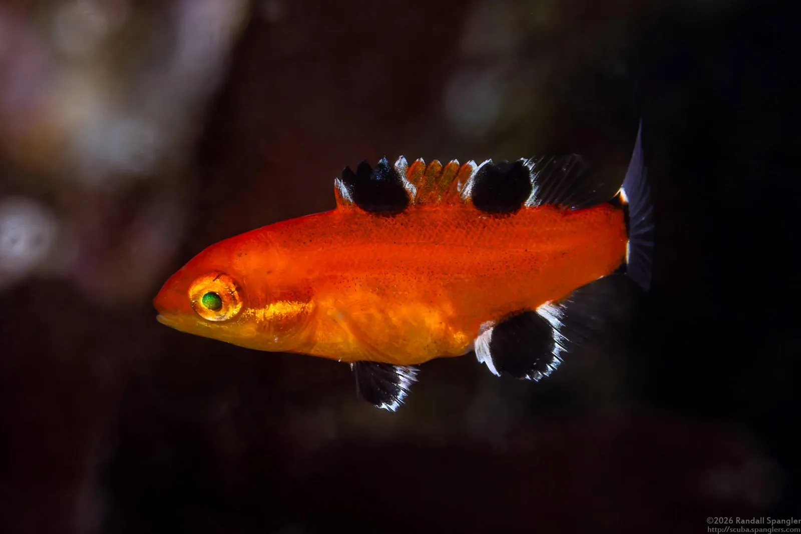 A juvenile California sheephead, bright orange with black and white spots on its fins