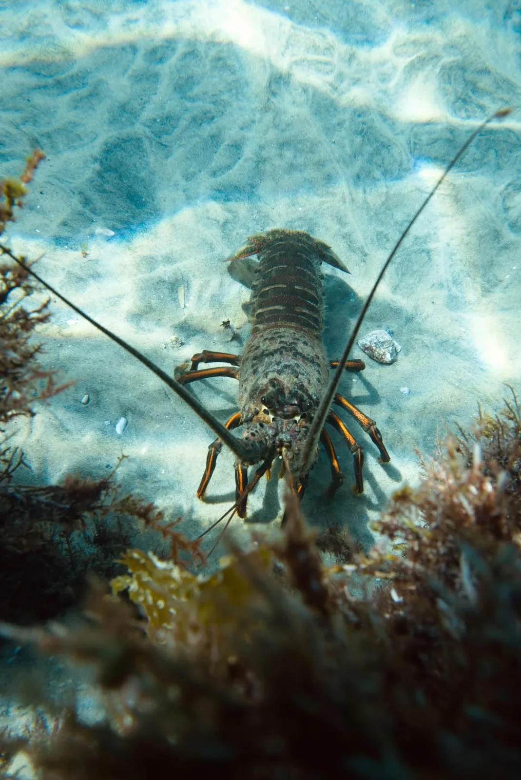 A California spiny lobster on open sand facing the camera, antennae spread, framed by algae