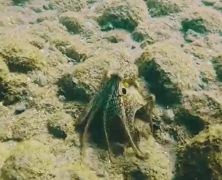 A California two-spot octopus on an algae-covered rock, its arms spread